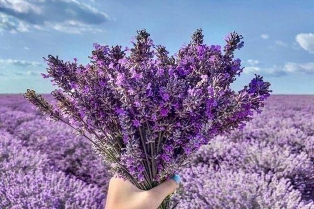  Лавандовое поле